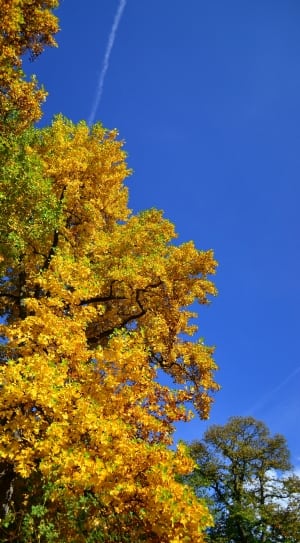 photography of yellow flowered tree under clear blue sky with white thin smoke thumbnail