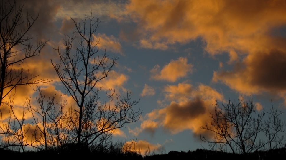 Evening, Sky, Clouds, Nature, Sunset, bare tree, tree preview