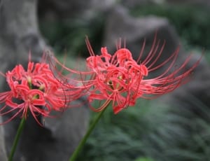 Bana, Plant, Natural, flower, red thumbnail