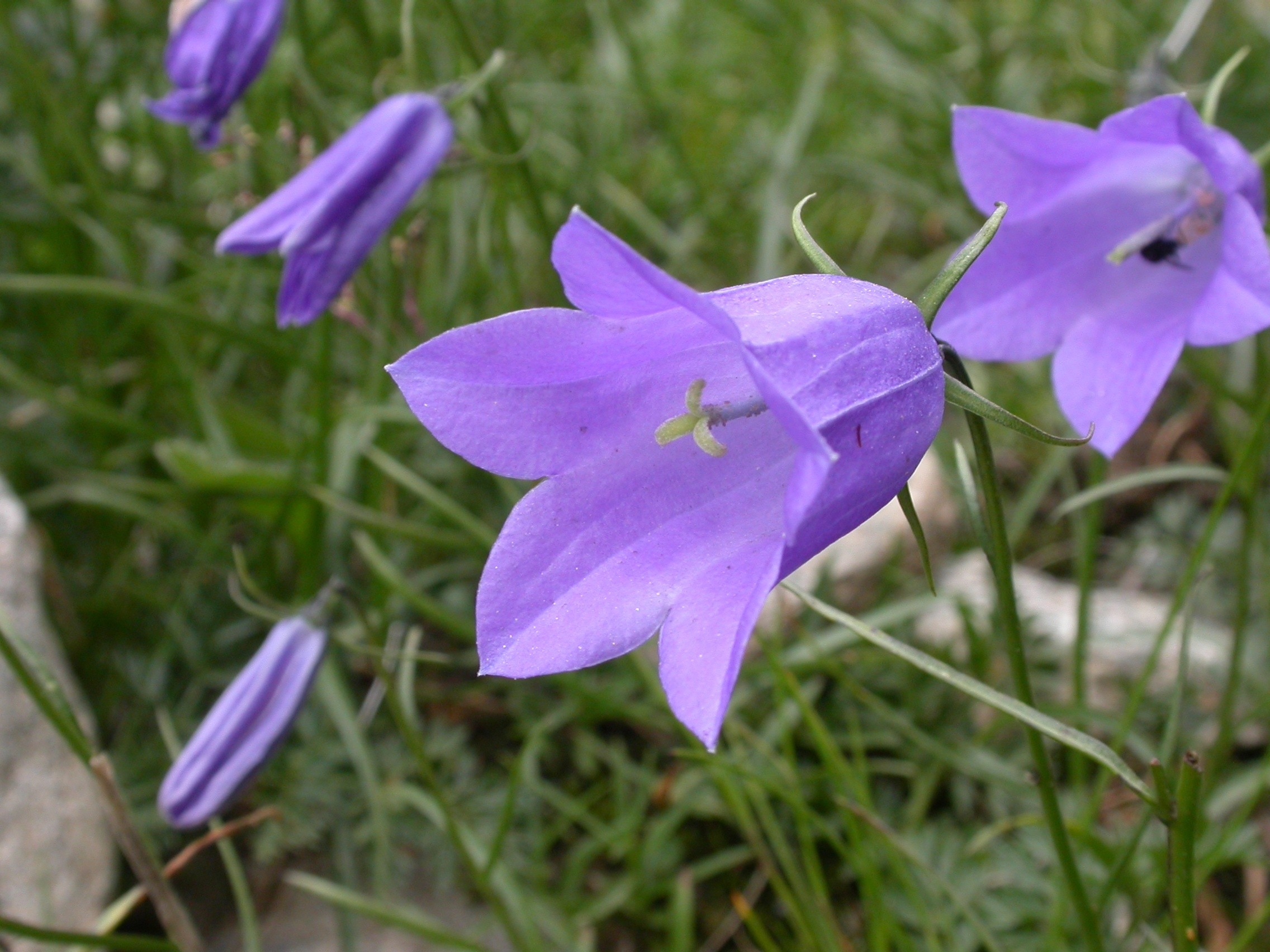 purple petaled flowers