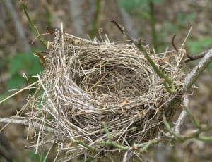 bird nest thumbnail