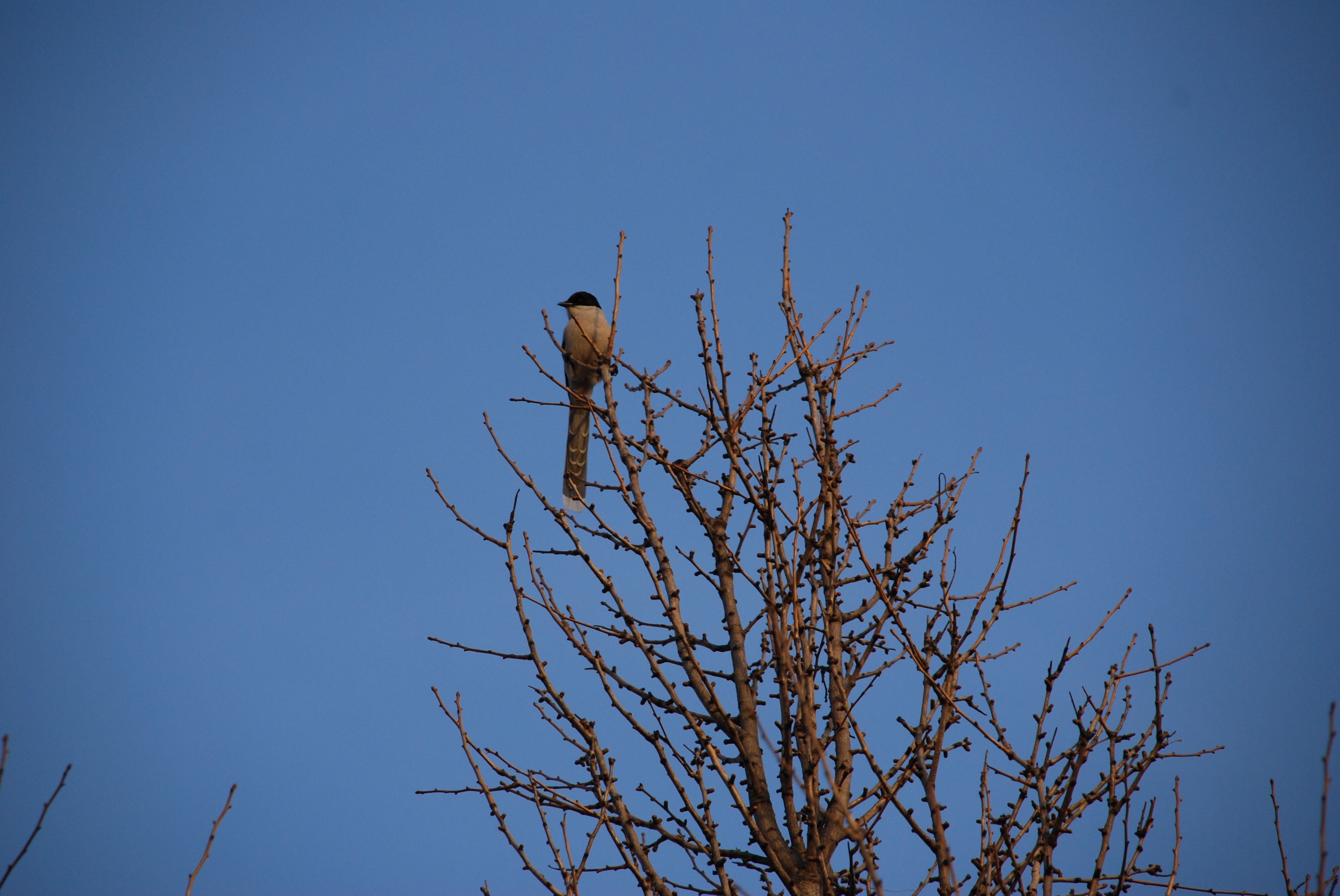 Птицы на верхушках деревьев. Птица одиночка. Какие птицы одинокие. Какая птица одиночка. Lonely Bird ambience.