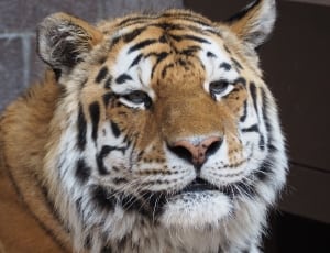 white and orange tiger thumbnail