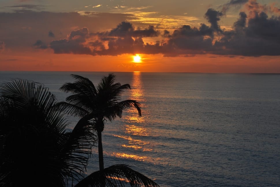 palm tree preview