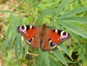 Peacock butterfly on green leaves thumbnail