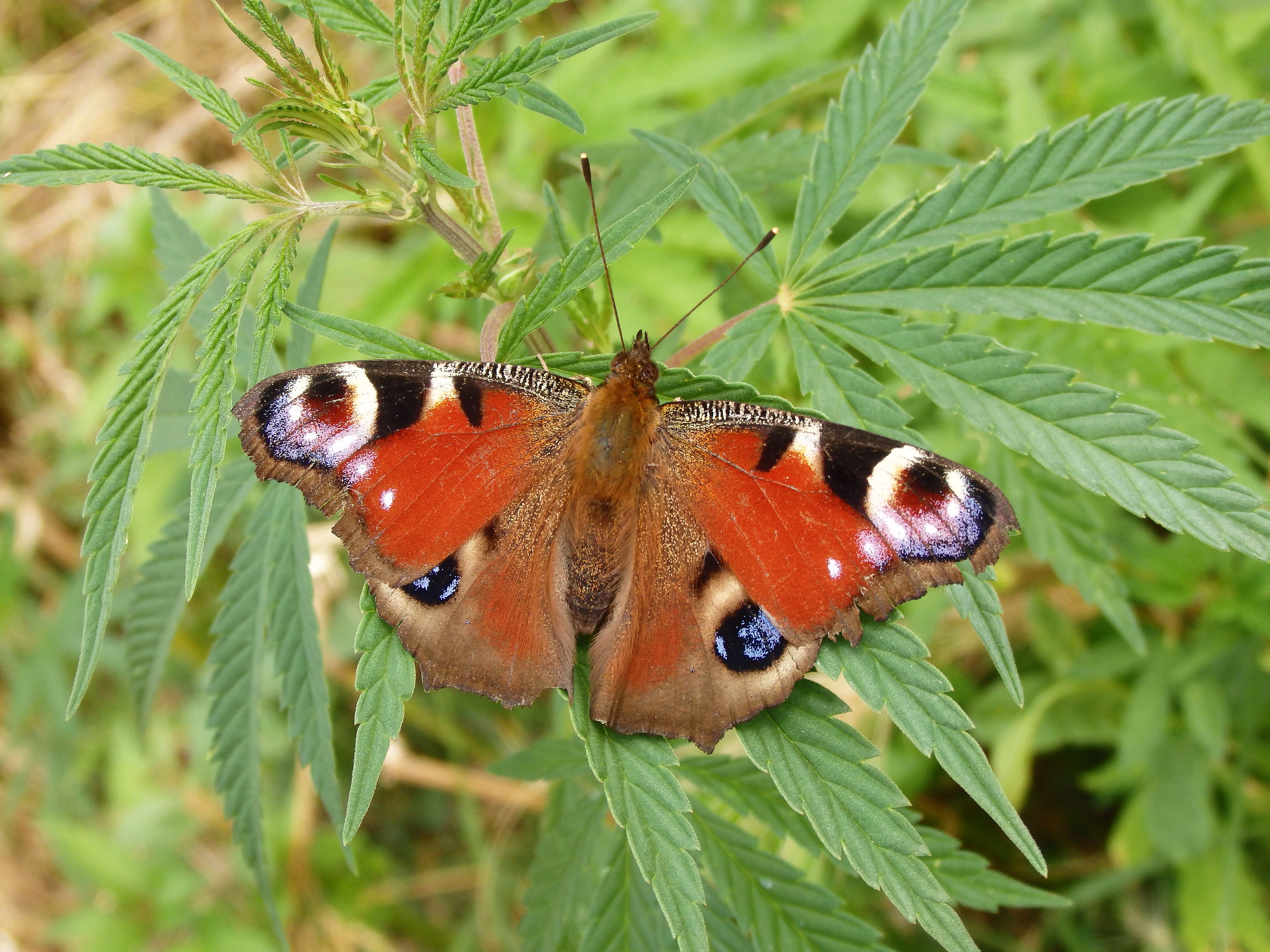 Peacock butterfly on green leaves