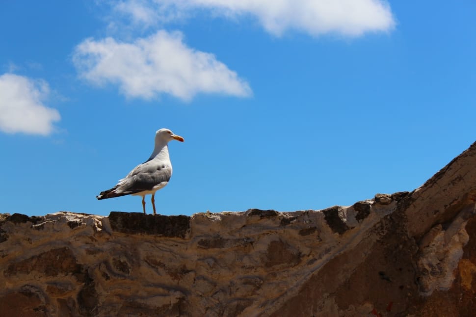 seagull on the top brown stone preview