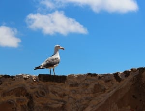 seagull on the top brown stone thumbnail