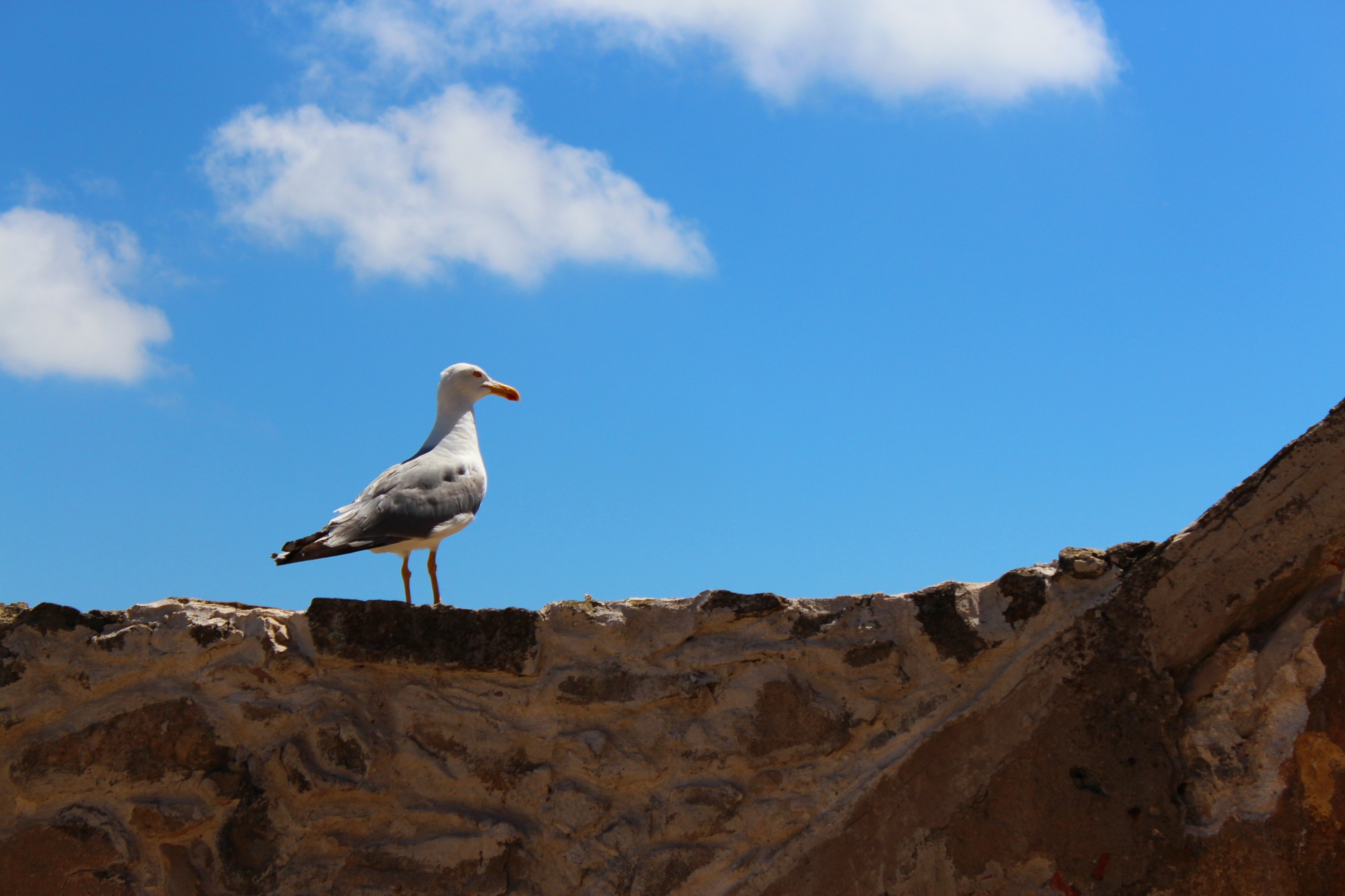 seagull on the top brown stone