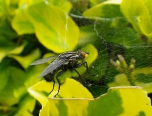 black fly in spider web thumbnail