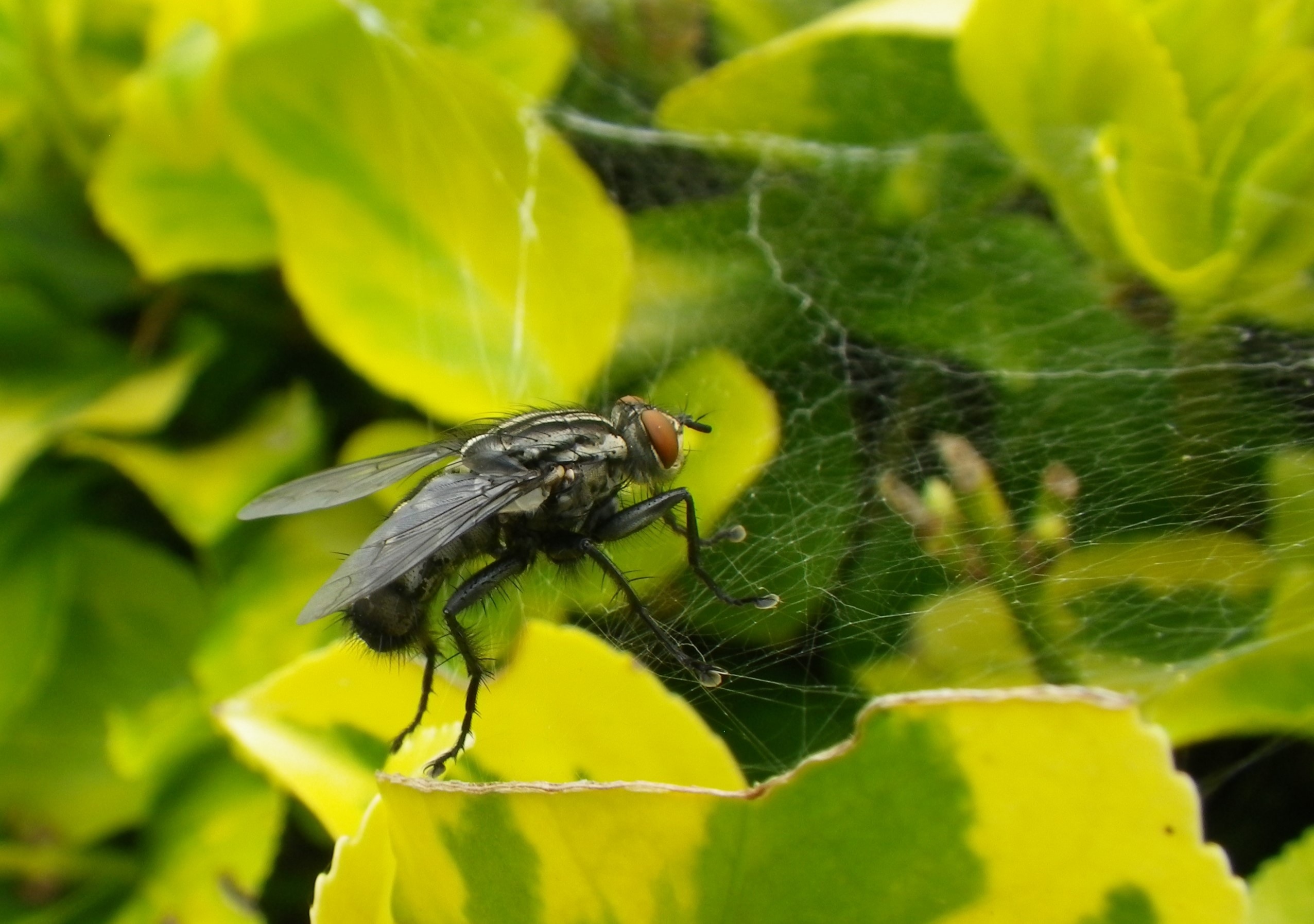 black fly in spider web