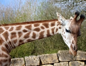 giraffe animal thumbnail