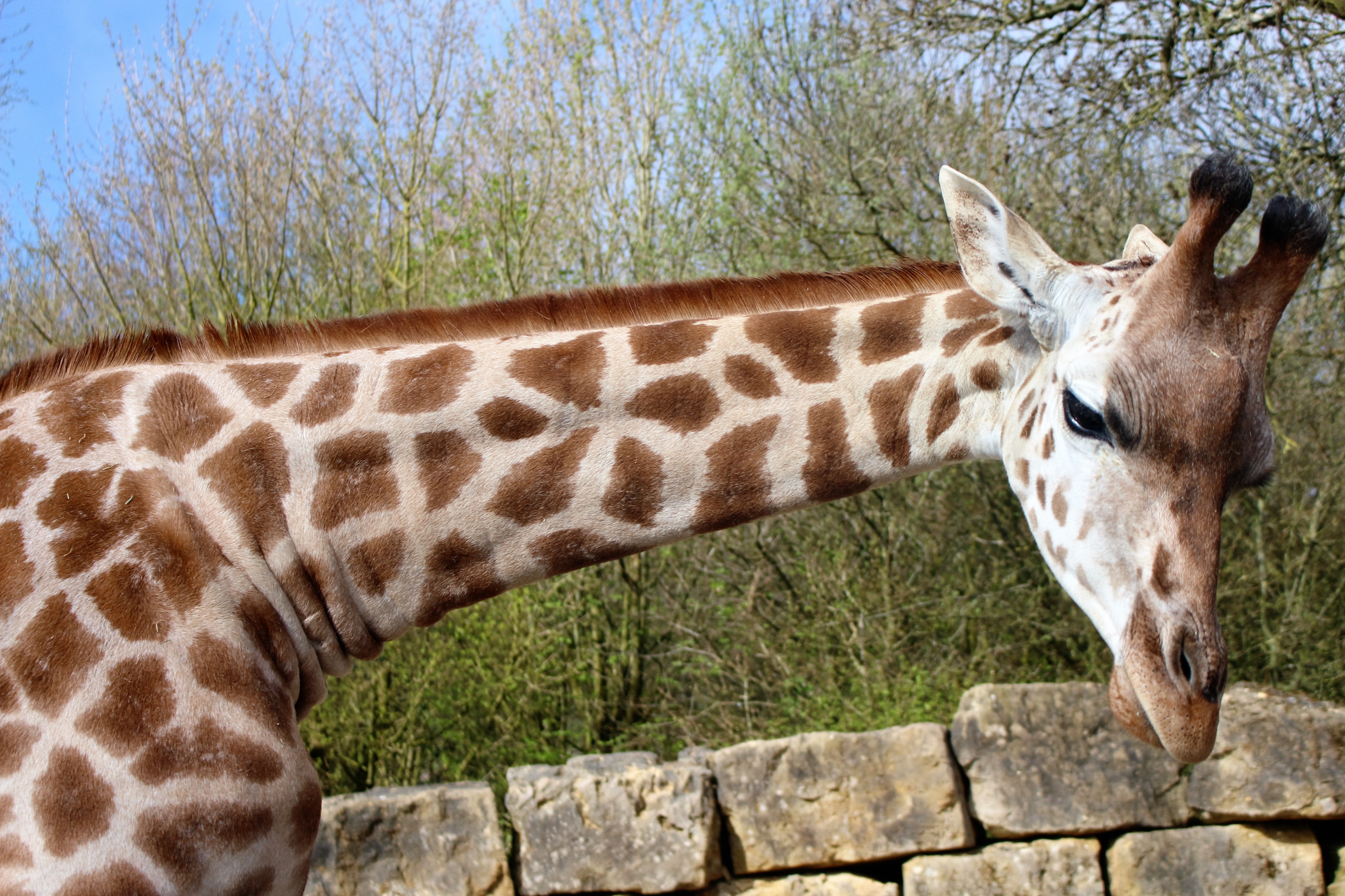giraffe animal