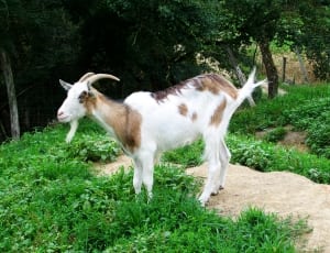 white and brown goat thumbnail