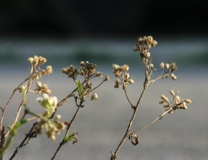 Flower, Green, Grey, Flora, Blossom, plant, no people thumbnail