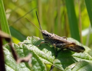 brown locust on green leaf closeup photography thumbnail
