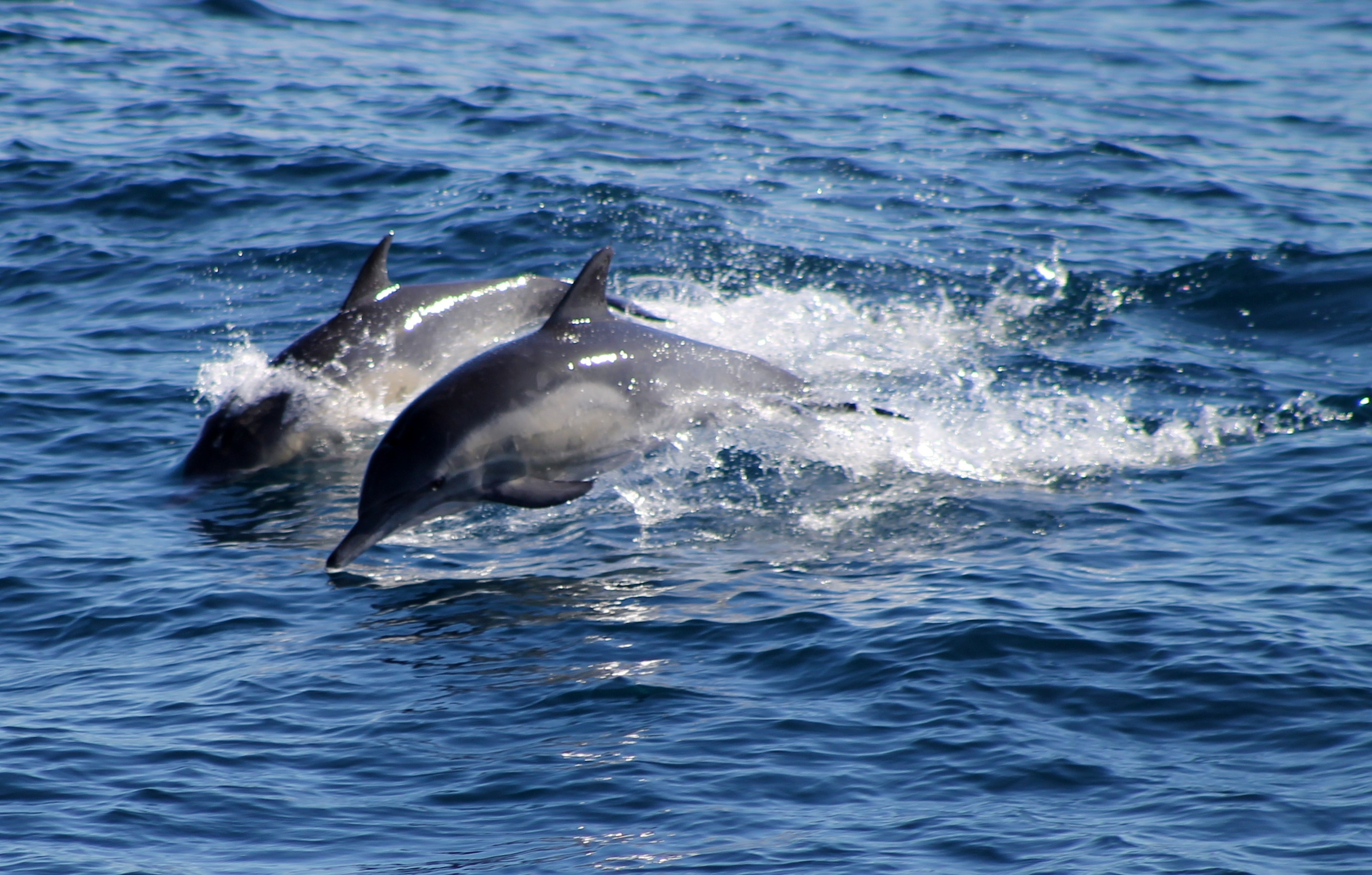 2 dolphins