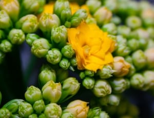 green and yellow flower lot thumbnail