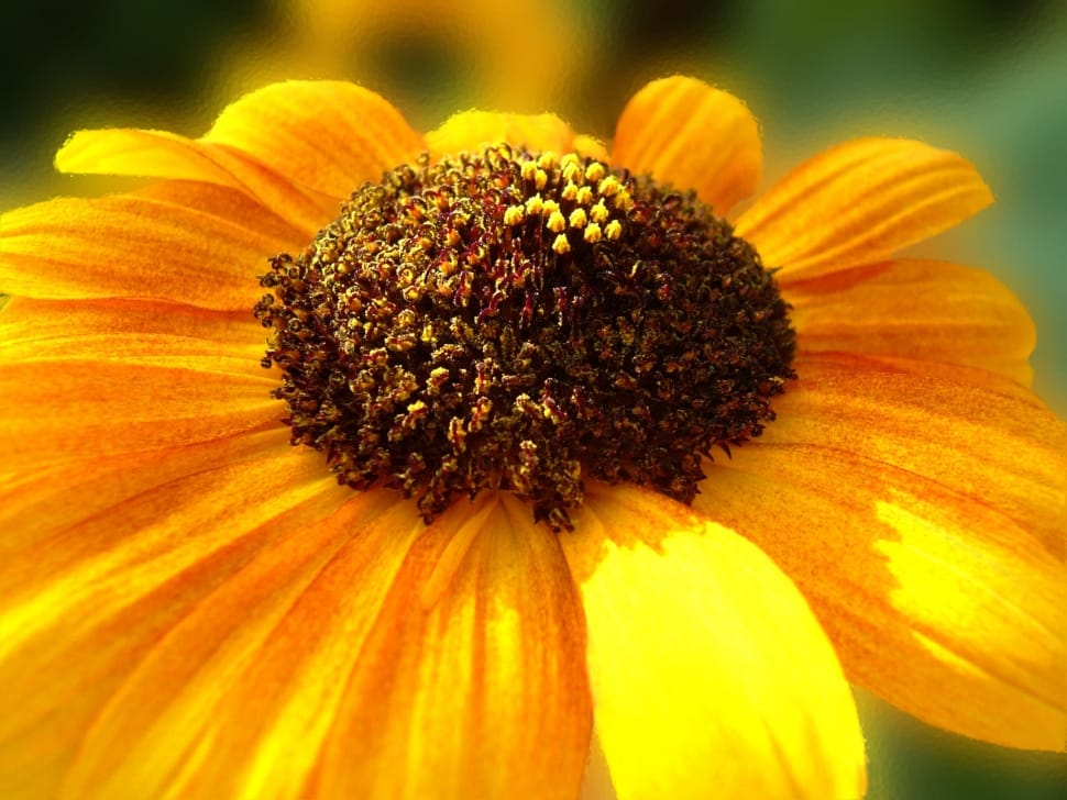 yellow and brown black-eyed susan flower preview