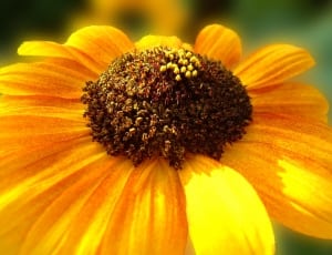 yellow and brown black-eyed susan flower thumbnail
