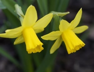 yellow daffodil thumbnail