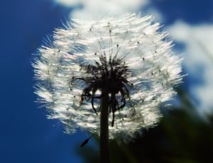 Sky, Dandelion, Fluff, White, Macro, flower, growth thumbnail