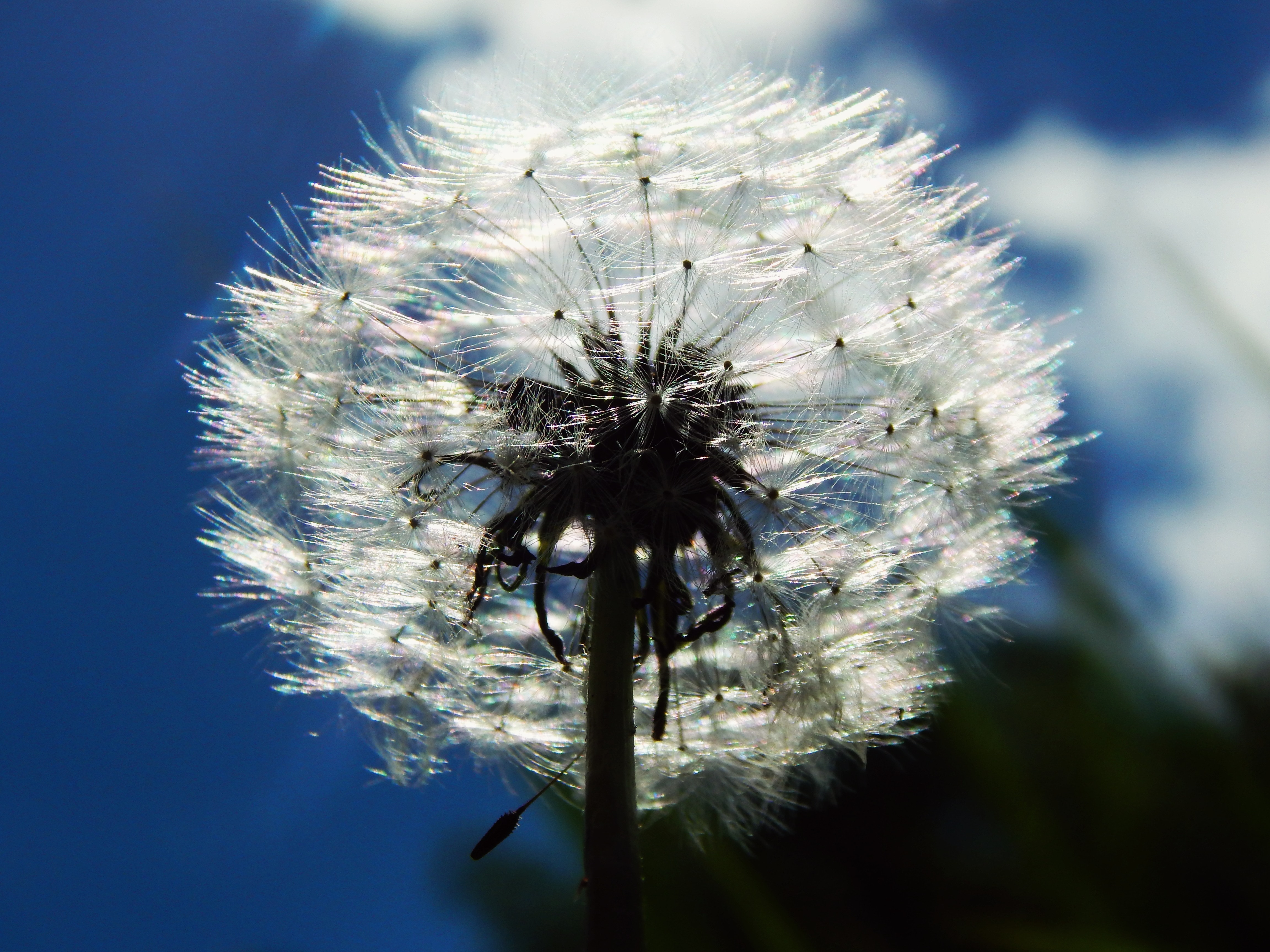 Sky, Dandelion, Fluff, White, Macro, flower, growth