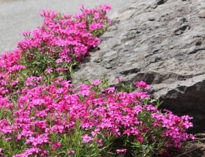 pink flowers beside grey rock thumbnail