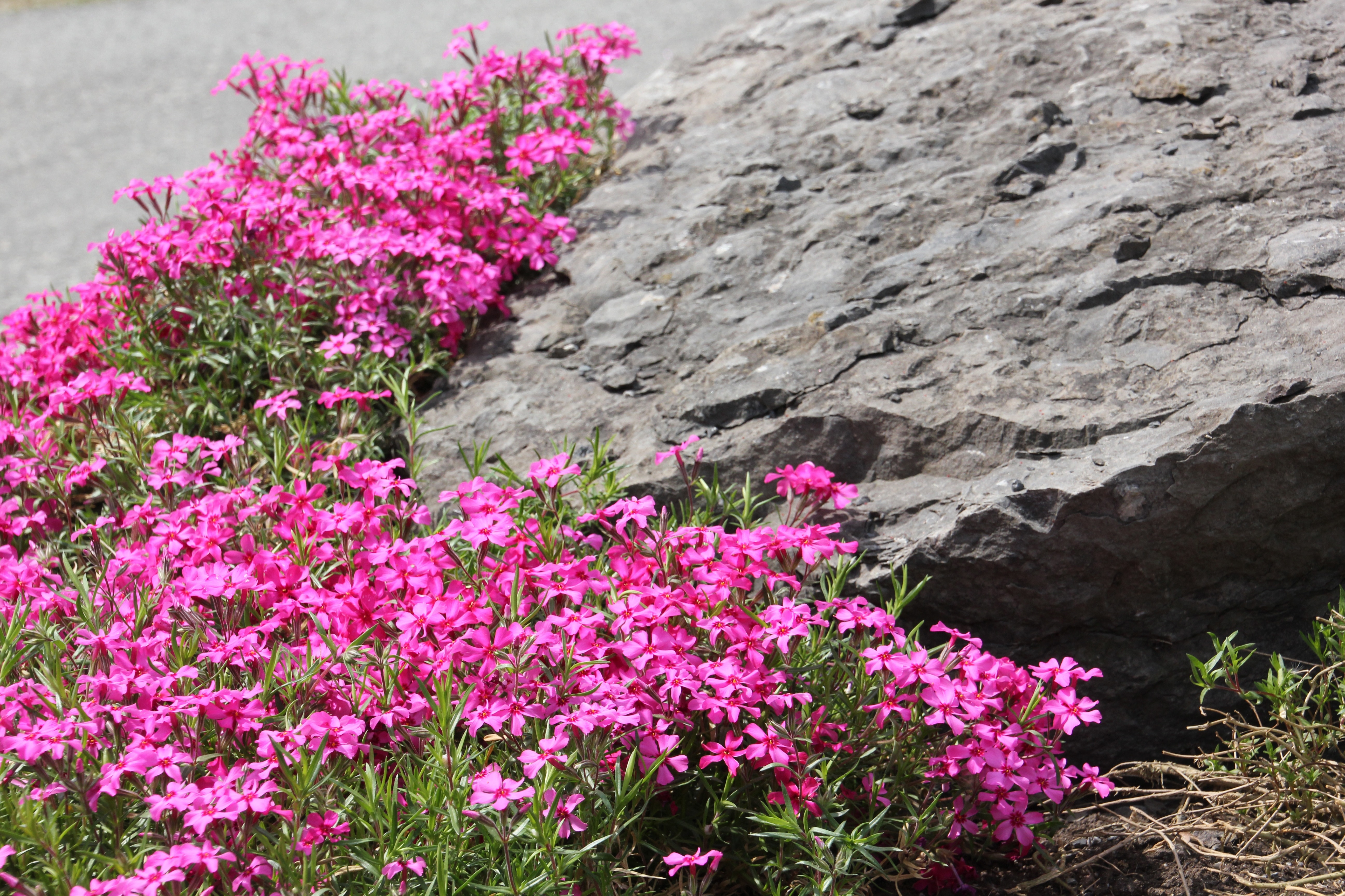 pink flowers beside grey rock