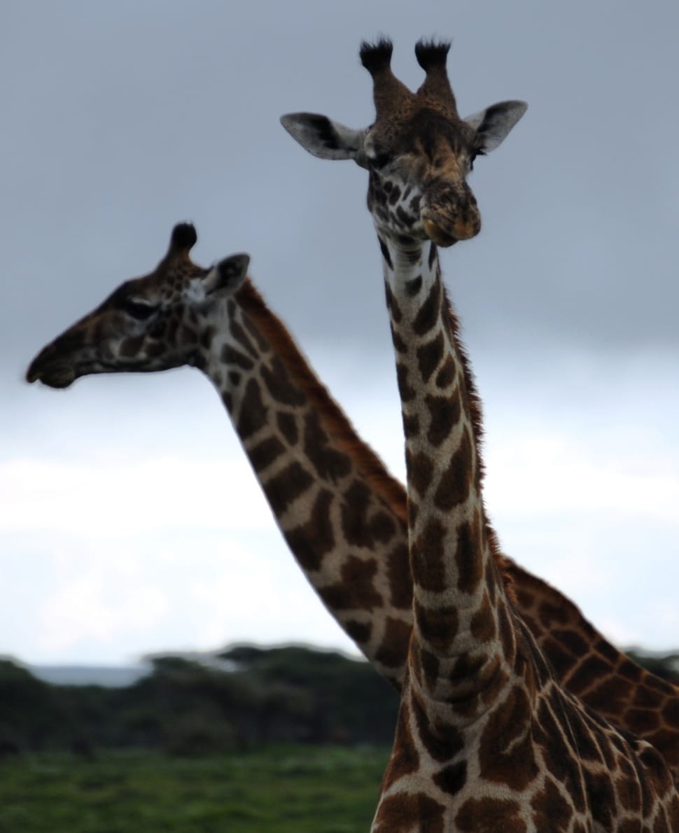 2 giraffes preview