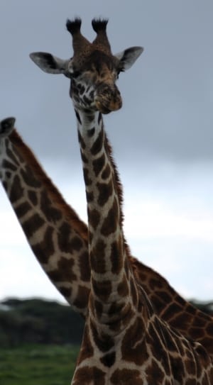 2 giraffes thumbnail