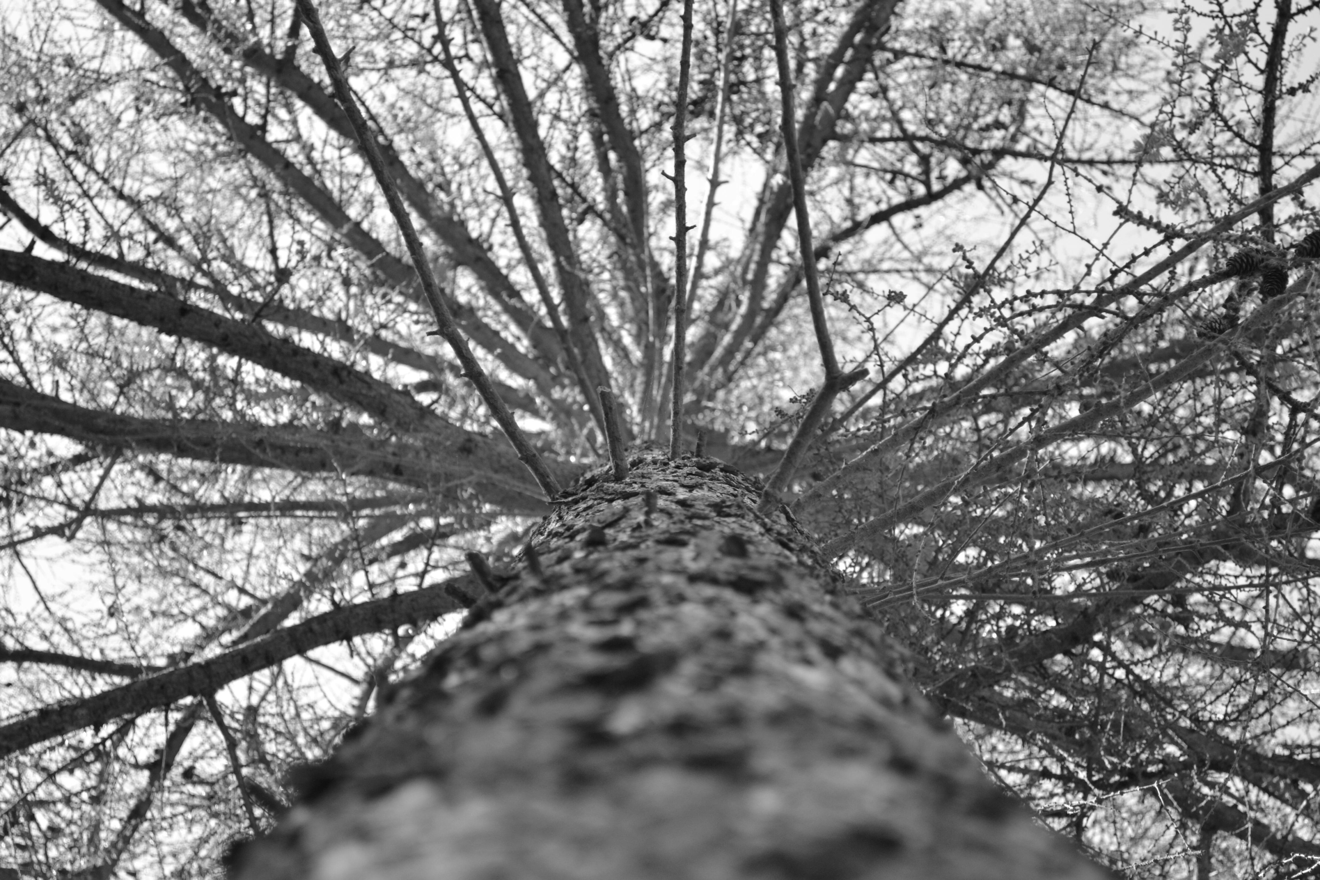 Дерево С Серым Стволом
