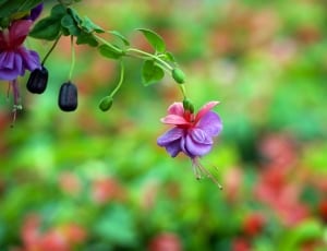 purple flower thumbnail