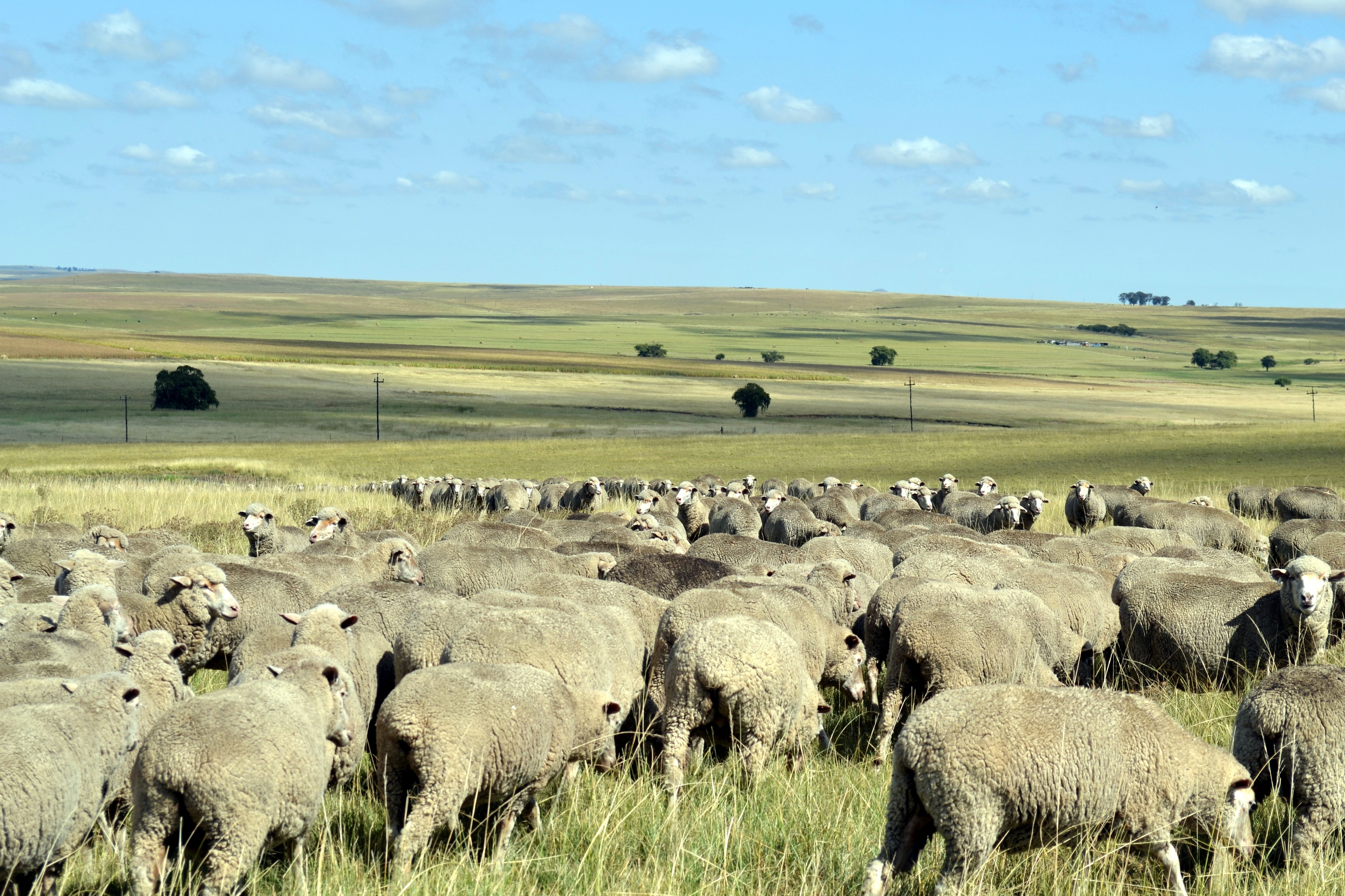 Животноводство природные зоны. Калмыкия степи перевыпас скота. Отара овец с Чабаном в степи Хакасия. Перевыпас скота в Калмыкии. Степи Казахстана отары овец.