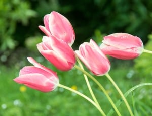 pink tulips thumbnail