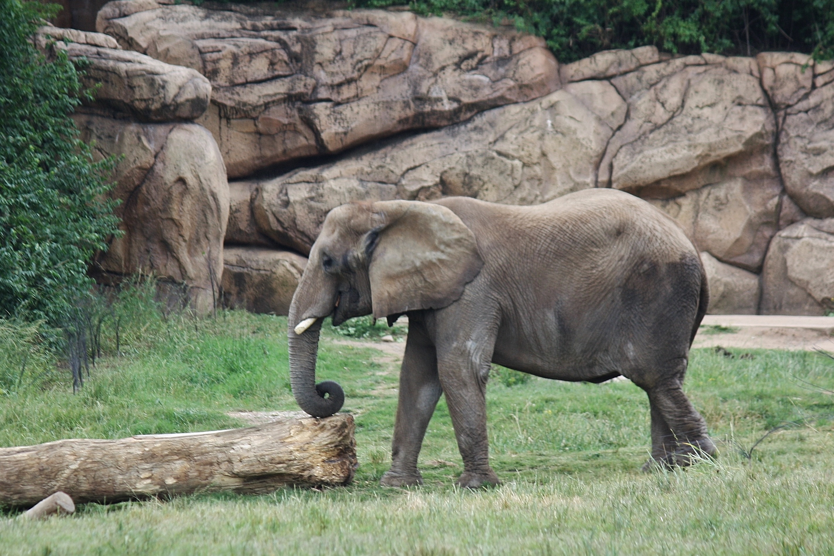 gray elephant