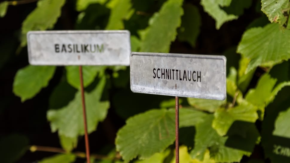 basilkum and schnittlauch plants preview