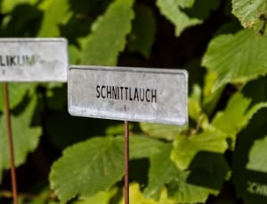 basilkum and schnittlauch plants thumbnail