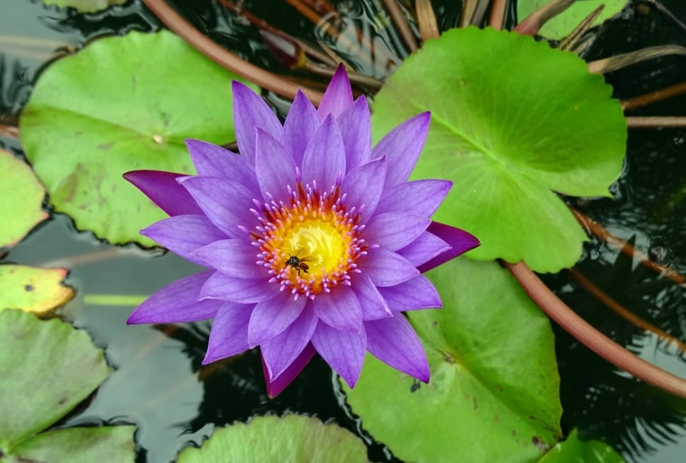 purple lily flower preview