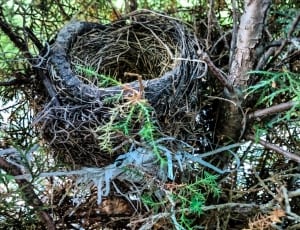 black birds nest in tree at daytime thumbnail