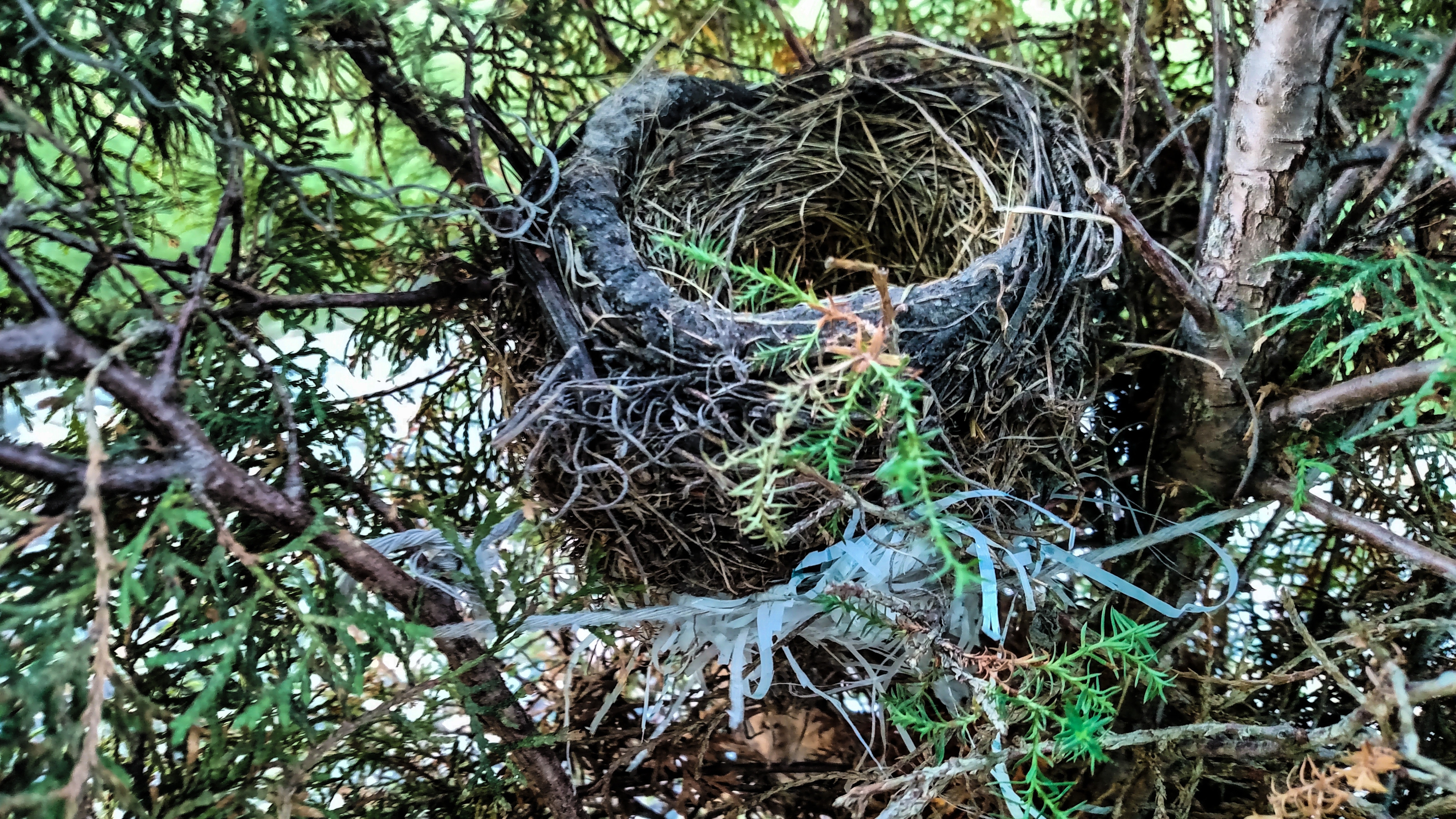 black birds nest in tree at daytime