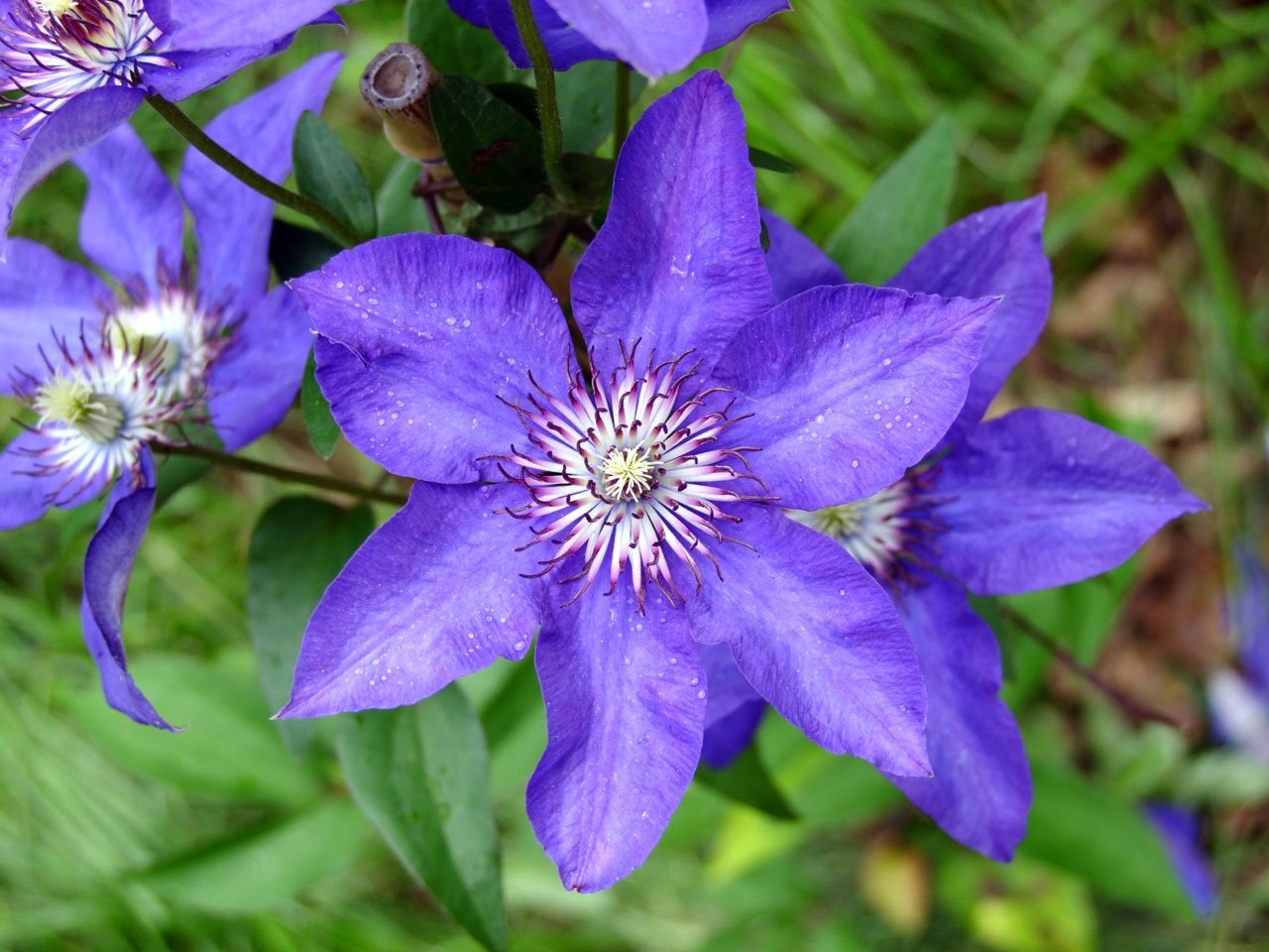 purple 6 petaled flower