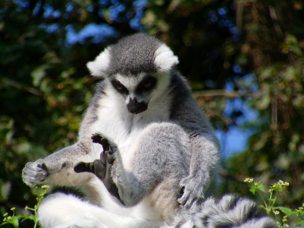 gray lemur preview