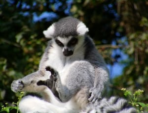 gray lemur thumbnail