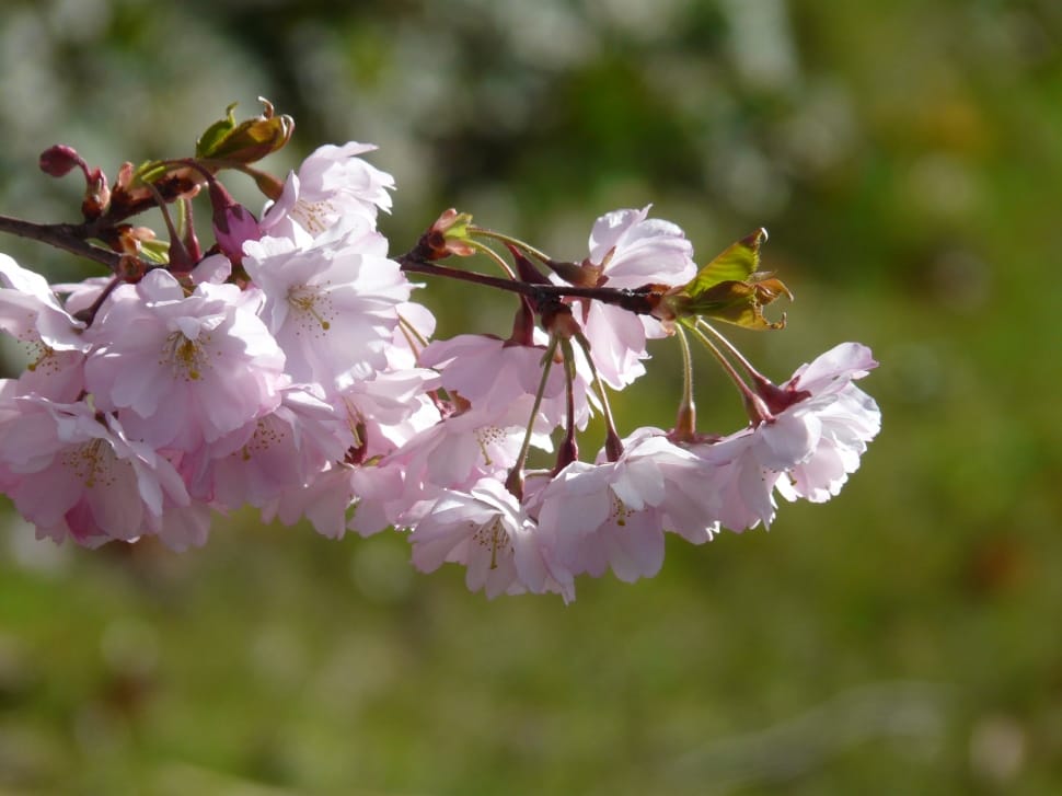 pink multi petaled cluster flower preview