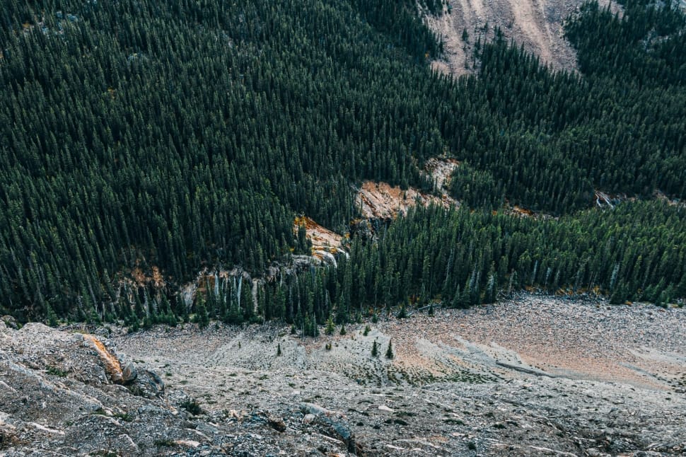 green trees on mountain at daytime preview