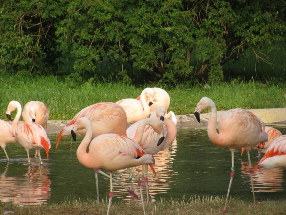 flocks of flamingo preview