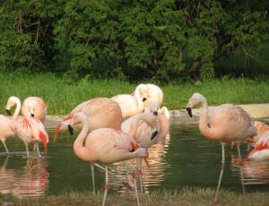 flocks of flamingo thumbnail
