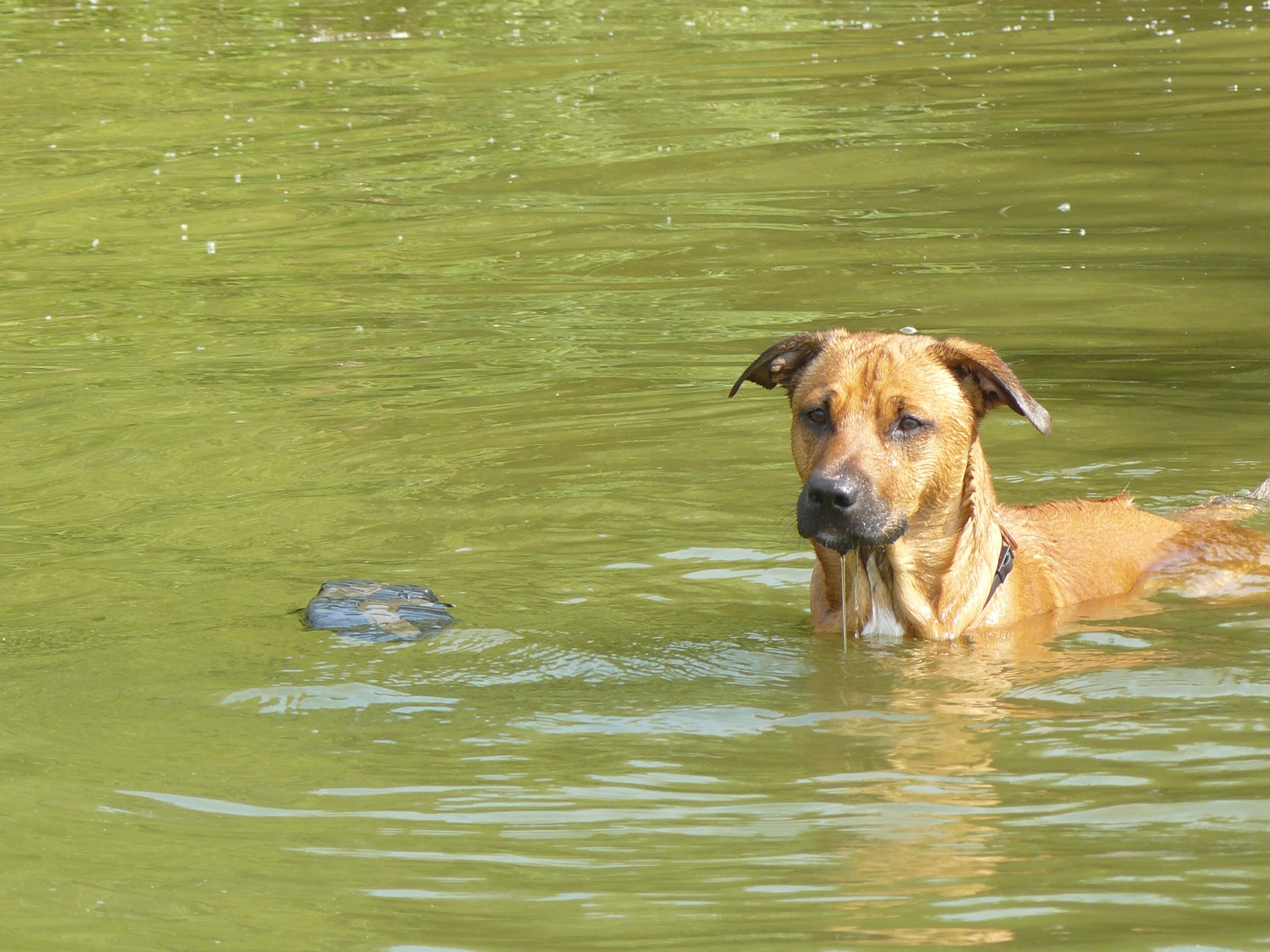 Собака звон. Собака в воде. Мокрая собака река. Милая собака в воде. Щенок в воде.