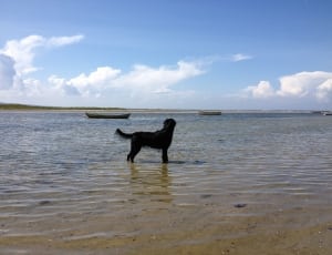 black medium coated dog on body of water during day time thumbnail